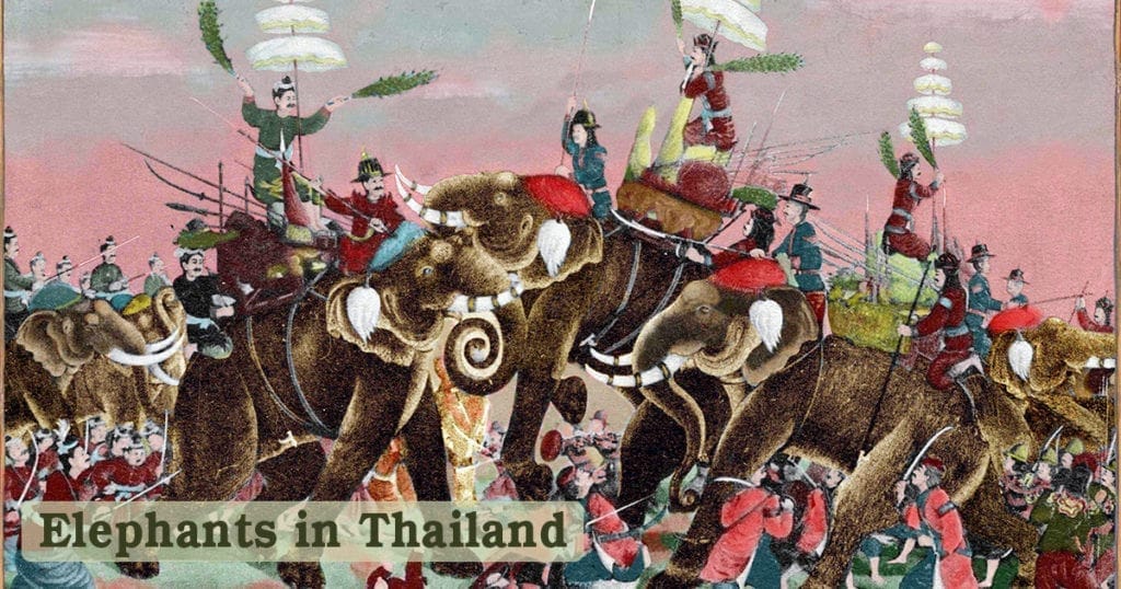 Elephants in Thailand