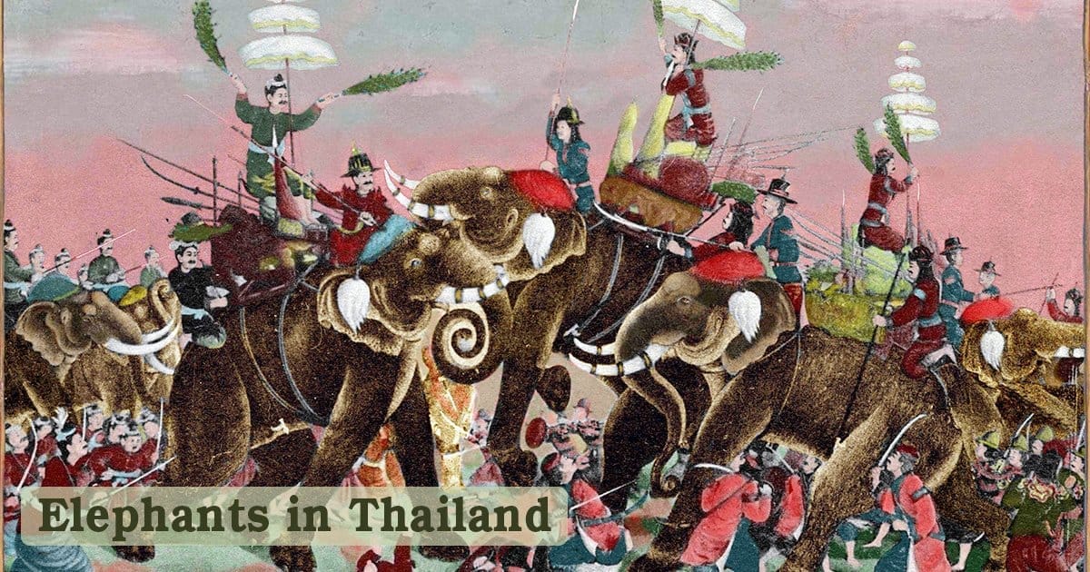 Elephants in Thailand