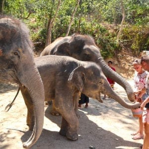 Enjoy Feeding food for elephant 30 mins