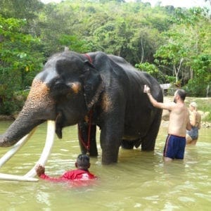 Funny bathing with elephant 30 mins