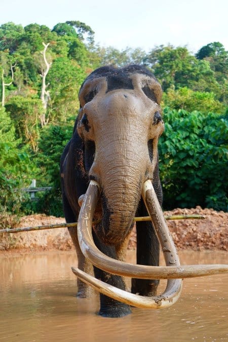 Elephant Wildlife Sanctuary Phuket