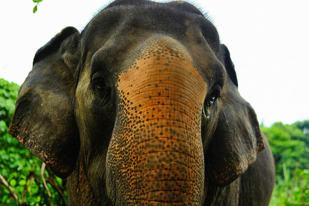 Best Time to Visit an Elephant Sanctuary in Phuket